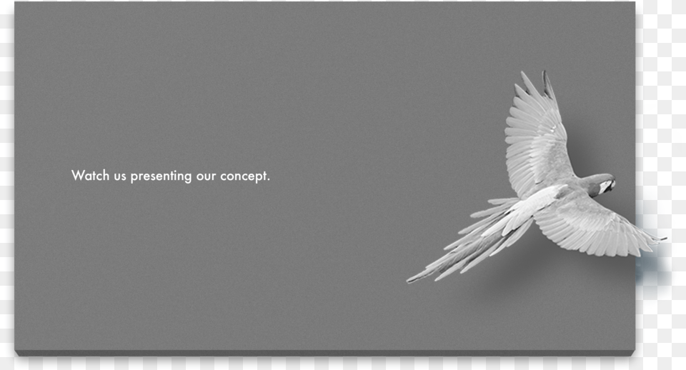 The Birth Of Three Leading Concepts, Animal, Bird, Pigeon, Dove Free Transparent Png