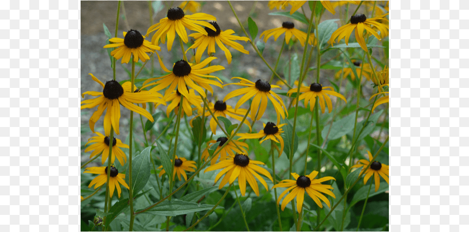 The Black Eyed Susan, Daisy, Flower, Plant, Petal Free Png