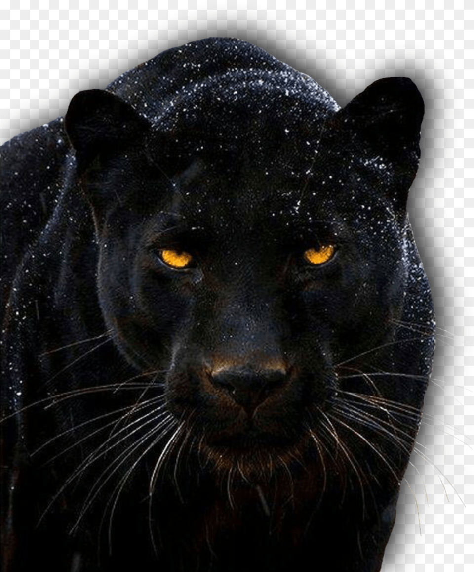 The Black Panther 2018 Black Panther Animal Fierce, Mammal, Wildlife, Cat, Pet Free Transparent Png