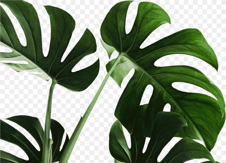 The Bloom Africa July 2020 Calendar Desktop, Leaf, Plant, Flower Free Png