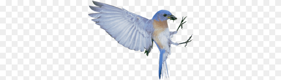 The Blue Bird Syndrome Happiness White Sparrow Flying Blue Bird, Animal, Bluebird, Blue Jay, Jay Png