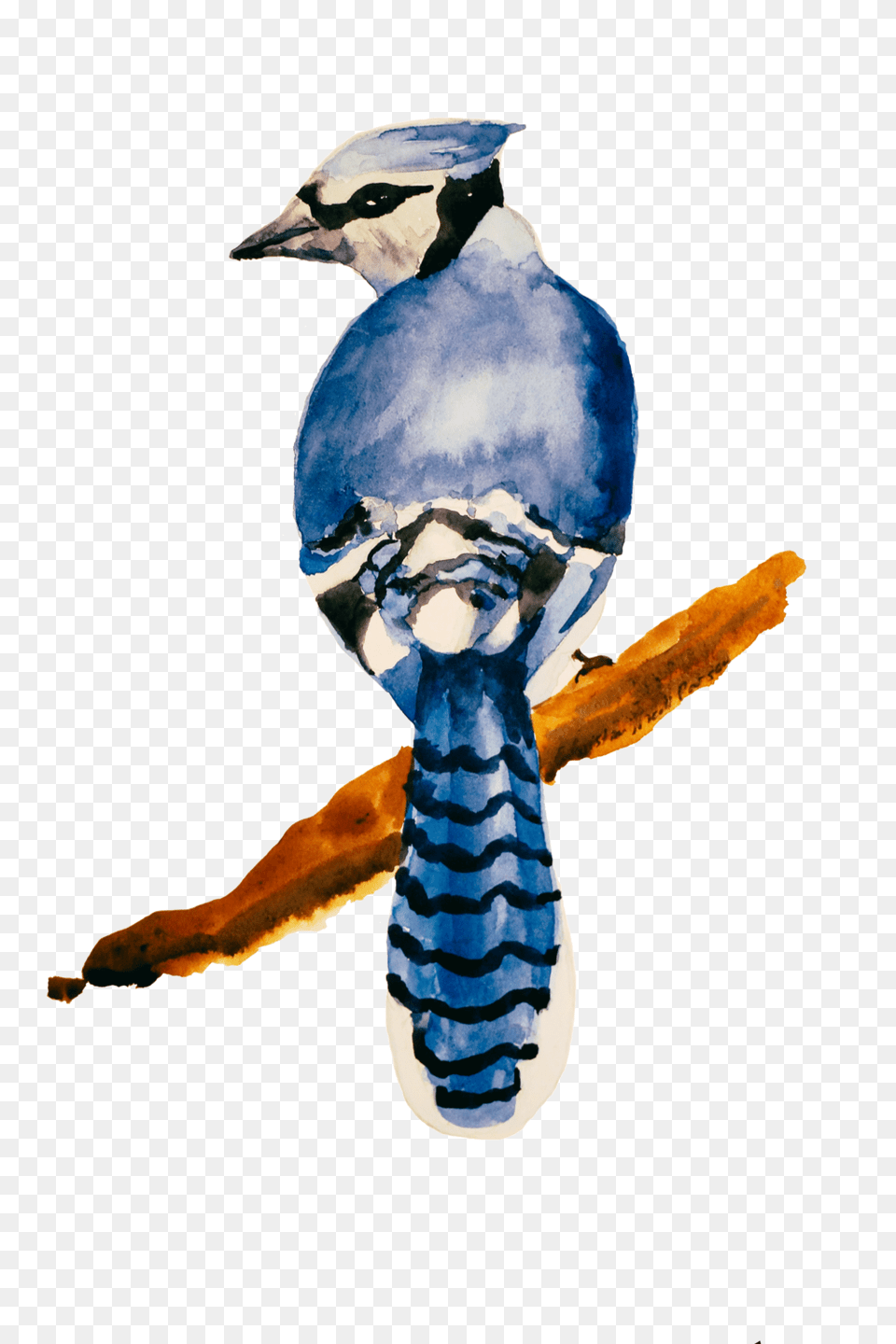 The Blue Jay Progress, Animal, Bird, Blue Jay, Bluebird Png