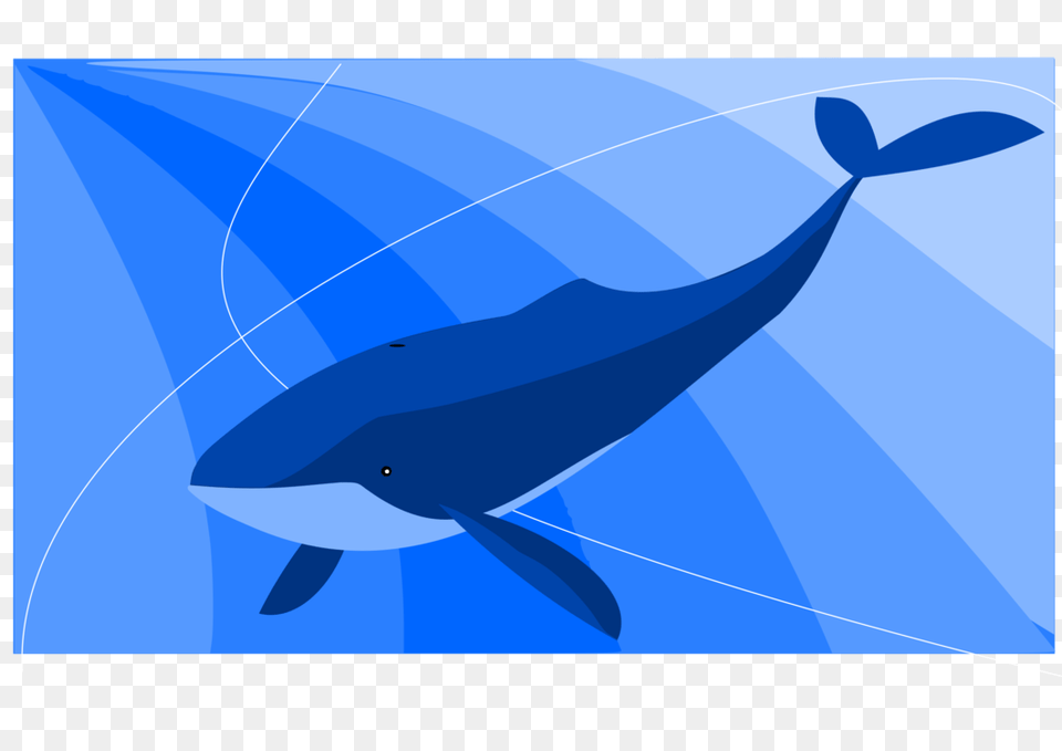 The Blue Whale Baleen Whale Common Bottlenose Dolphin Killer Whale, Animal, Mammal, Sea Life, Fish Free Png