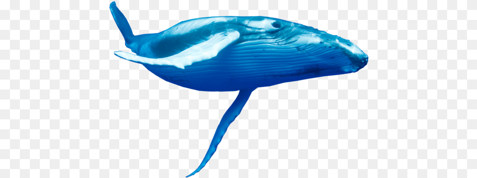 The Blue Whale Tribute, Animal, Mammal, Sea Life, Fish Png