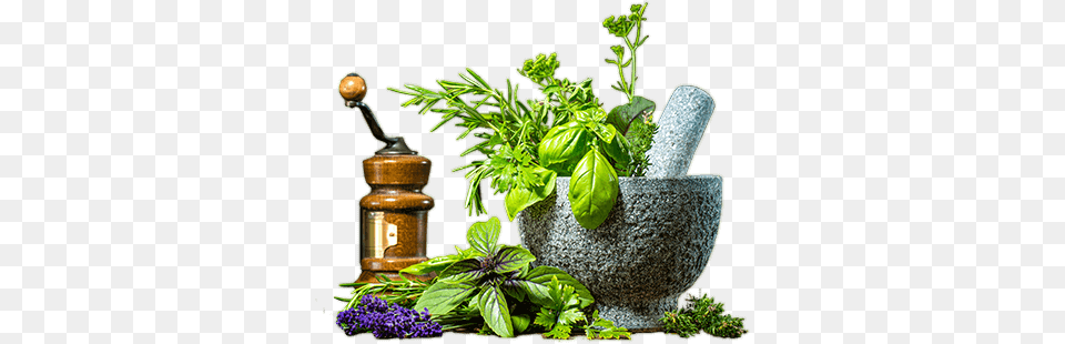 The Body Is The Temple And Our Soul Is The Spirit Ayurvedic Products, Herbal, Herbs, Plant, Cannon Png