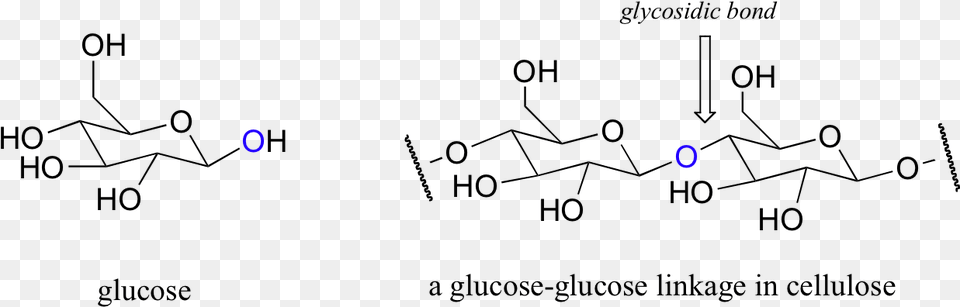 The Bonds Connecting Individual Sugar Units In Carbohydrate Glycosidases Example, Nature, Night, Outdoors Png