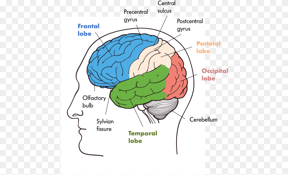 The Brains Of Various Animals Mouse Cat Dog Rhesus, Ammunition, Grenade, Weapon, Diagram Free Png