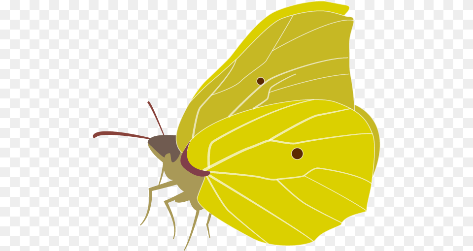 The Brimstone Butterfly Gonepteryx Cleopatra, Animal, Insect, Invertebrate, Fish Png