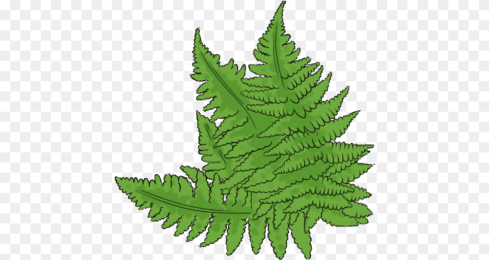 The Bronze Age In North Of Scotland Ferns, Fern, Plant, Leaf, Person Png Image