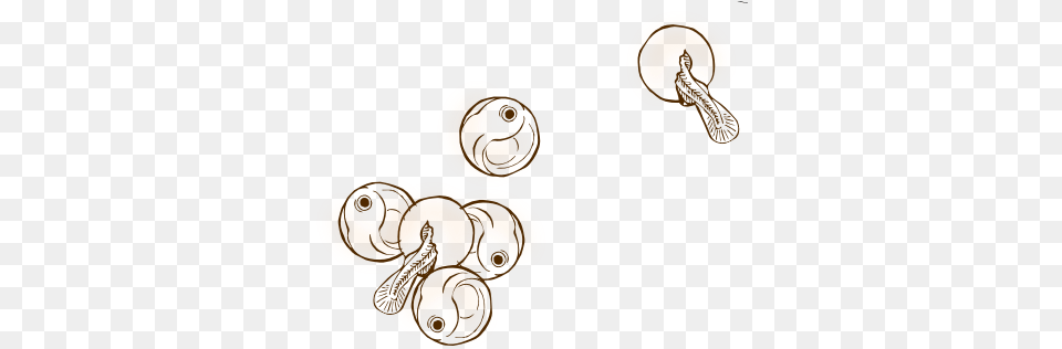 The Buried Fertilized Eggs Develop And Undergo A Metamorphosis Fish Egg Sketch, Animal, Bee, Insect, Invertebrate Free Png Download