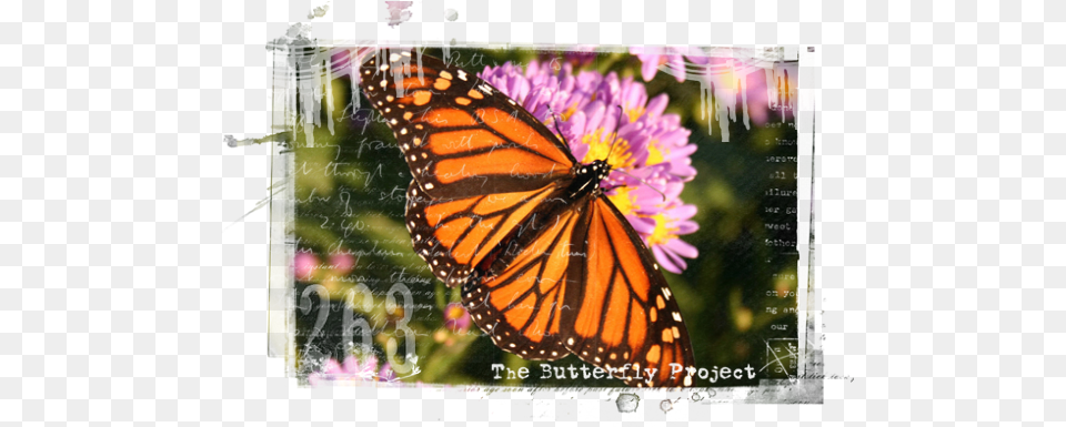The Butterfly Effect Things I39m Thankful, Animal, Insect, Invertebrate, Monarch Png
