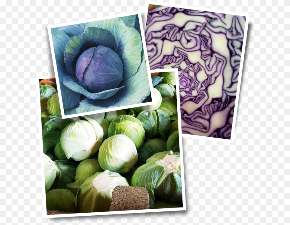 The Cabbage Market Is Growing Like Mad Brussels Sprout, Food, Leafy Green Vegetable, Plant, Produce Free Png Download