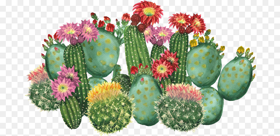 The Cactus U0026 Succulent Society Of Nsw Inc Cactus With Flowers Clipart, Plant Free Transparent Png