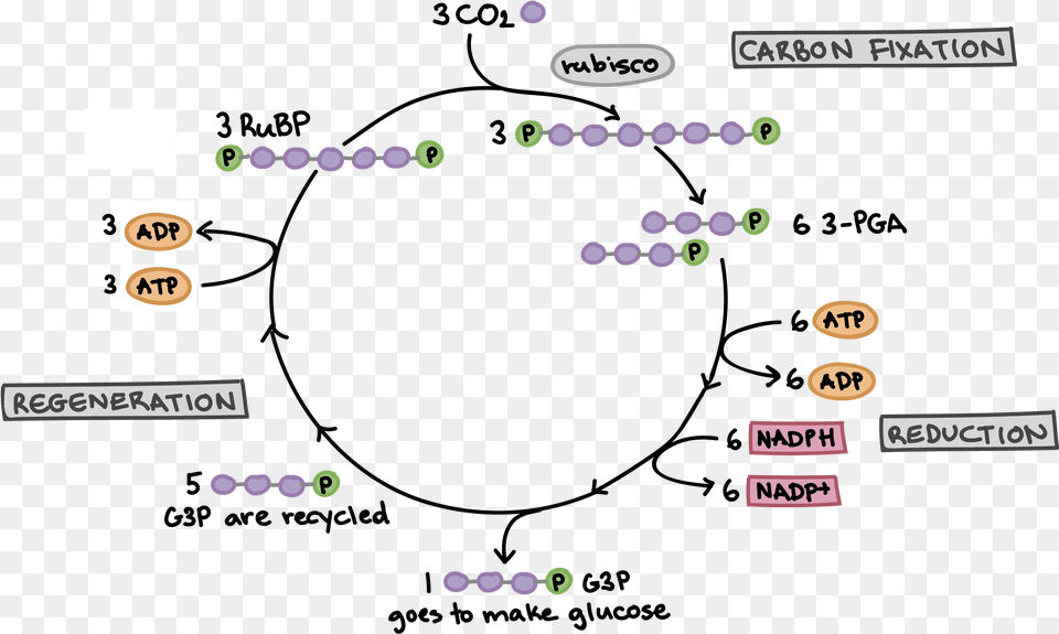 The Calvin Cycle Easy Calvin Cycle Simple Free Transparent Png