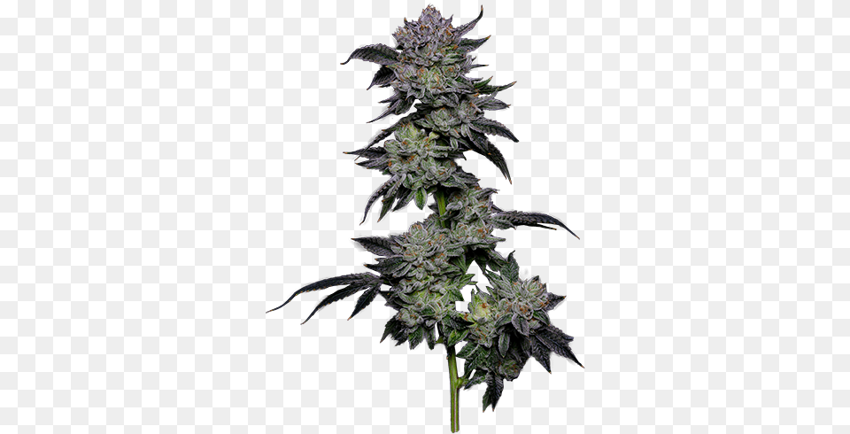 The Cannabis Brothers U2014 Tcg Industries Artificial Flower, Plant, Hemp, Weed, Leaf Free Png Download