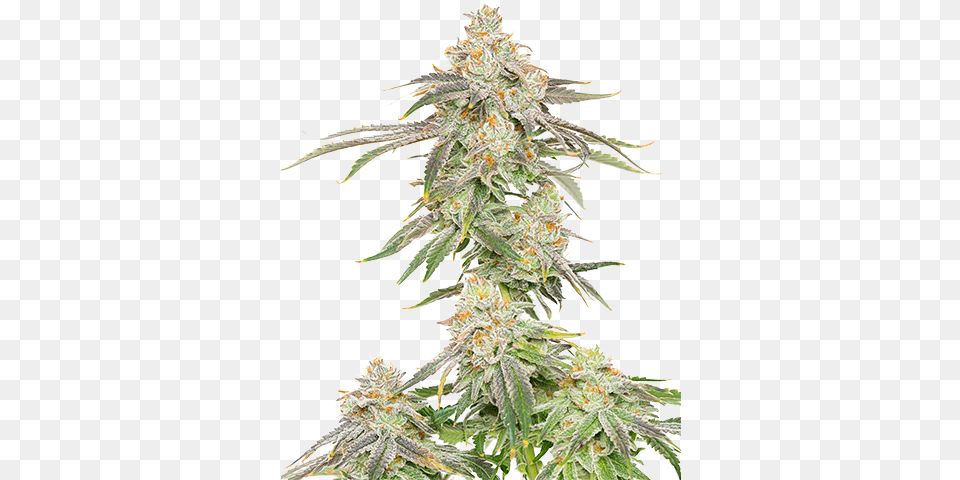 The Cannabis Brothers U2014 Tcg Industries Christmas Tree, Grass, Plant, Hemp, Leaf Free Png Download