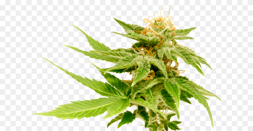 The Cannabis Plant Growers Choice Jack Herer, Leaf, Hemp Free Transparent Png