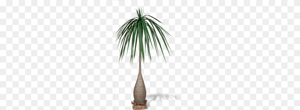 The Canvas Nursery Hand Crafted Trees Canvas Foliage Silk, Palm Tree, Plant, Tree, Potted Plant Png