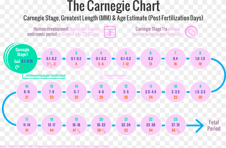 The Carnegie Stages Of Human Embryonic Development Circle, Text, Chart, Plot, Number Free Png
