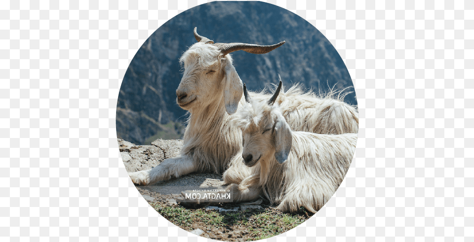 The Cashmere Goat Natura Amp Co, Livestock, Animal, Mammal, Sheep Png