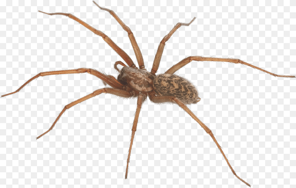 The Category Of Dangerous Spiders Is Predominantly Brown Recluse Spider, Animal, Invertebrate Free Png Download