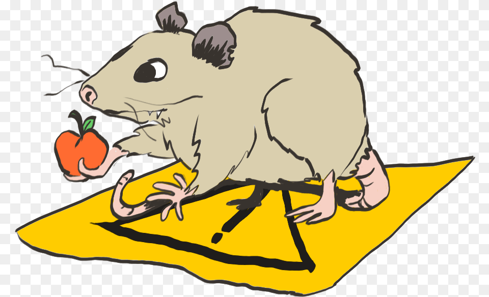 The Caution Possum Doesn39t Quite Get It But He39s Trying Mouse, Animal, Mammal, Baby, Person Free Png