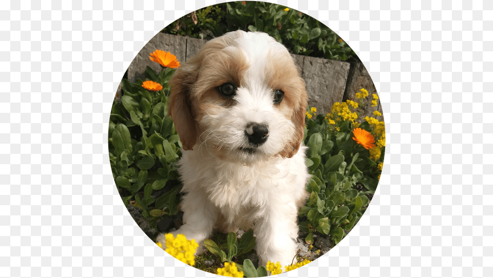 The Cavachon Is A Cross Breed Of The Cavalier King Shih Poo, Animal, Plant, Photography, Pet Free Png