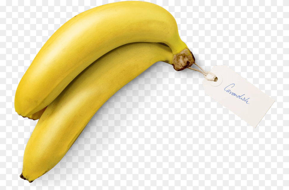 The Cavendish Banana Banana, Food, Fruit, Plant, Produce Free Png