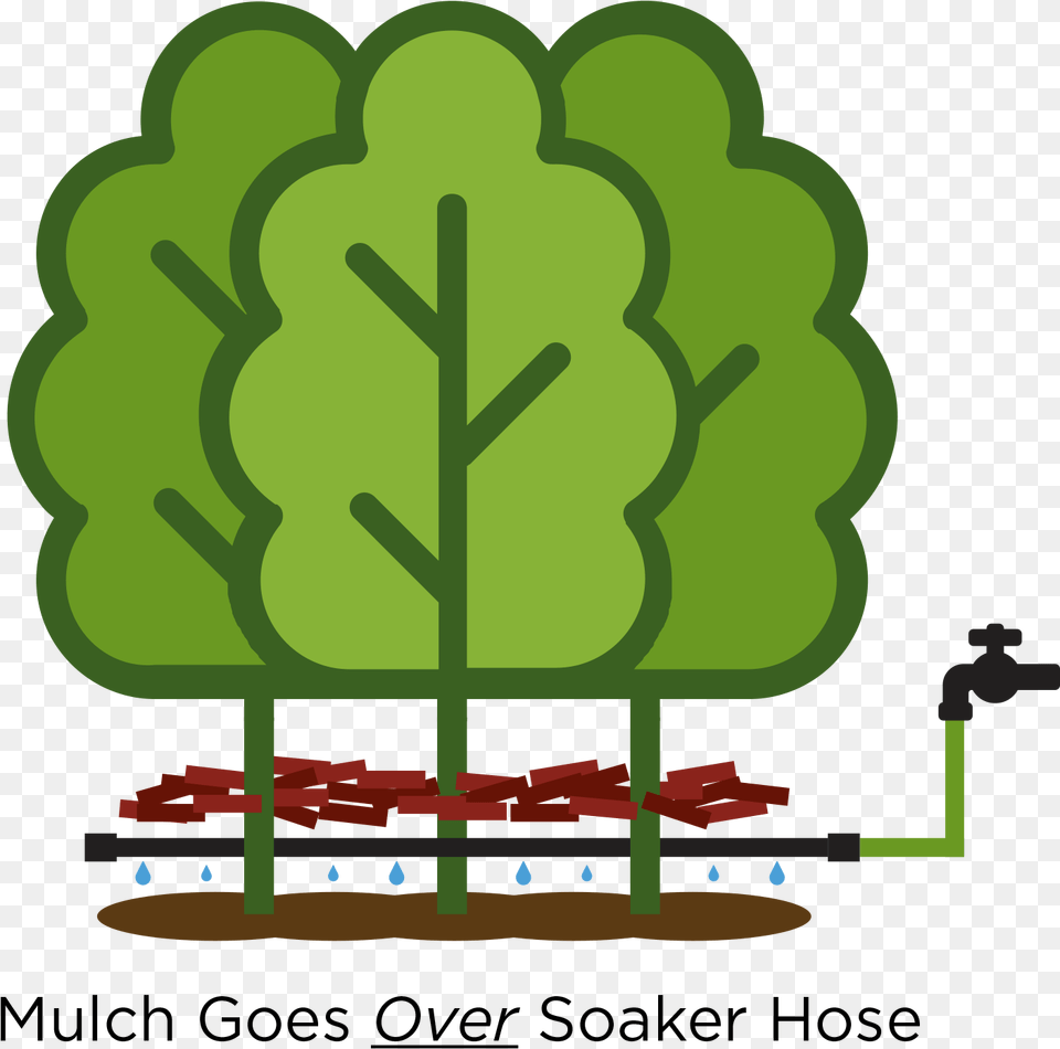 The Cedar Guys Cedar Hedge And Cedar Trees For Sale In Tree, Green, Plant, Potted Plant, Ammunition Png Image