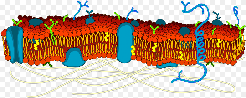 The Cell Membrane Is Studded With Proteins That Researchers Actin In Cell Membrane, Birthday Cake, Cake, Cream, Dessert Free Png