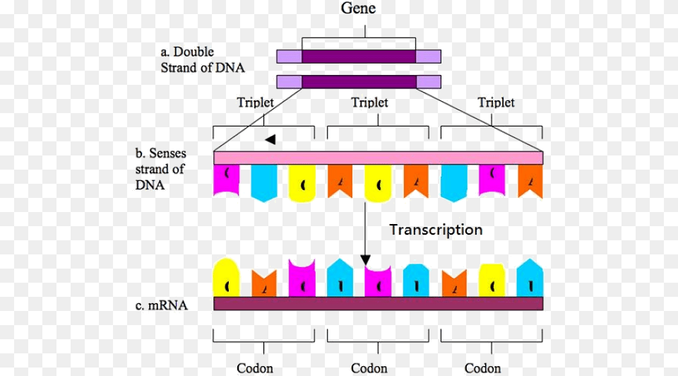 The Cell Producingproteins Transcription And Translation Diagram, Chart, Plot, Plan Png Image