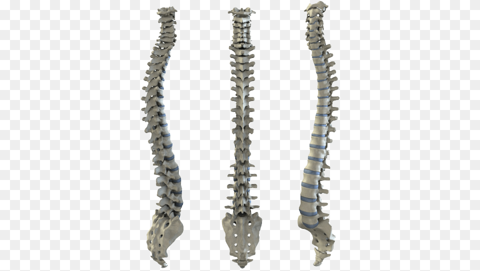 The Central Feature Of Human Back Is Vertebral Column Mechanical Spine, Skeleton, Mace Club, Weapon Free Png Download