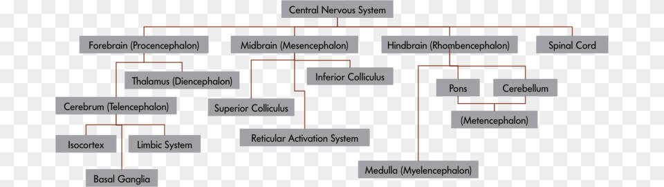The Central Nervous System Arrangement Of The Nervous System, Diagram, Scoreboard, Uml Diagram Free Png Download