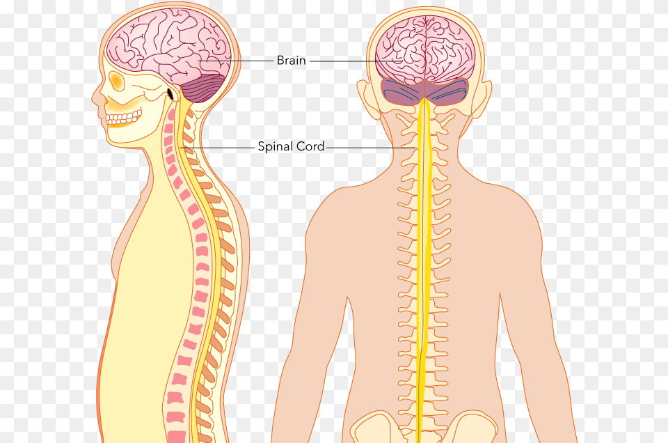 The Central Nervous System Consists Of The Brain And Illustration, Adult, Body Part, Face, Head Free Transparent Png