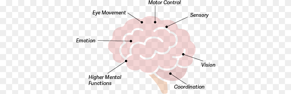 The Cerebellum Is At The Back Of Your Brain Below Diagram, Berry, Produce, Plant, Fruit Png Image