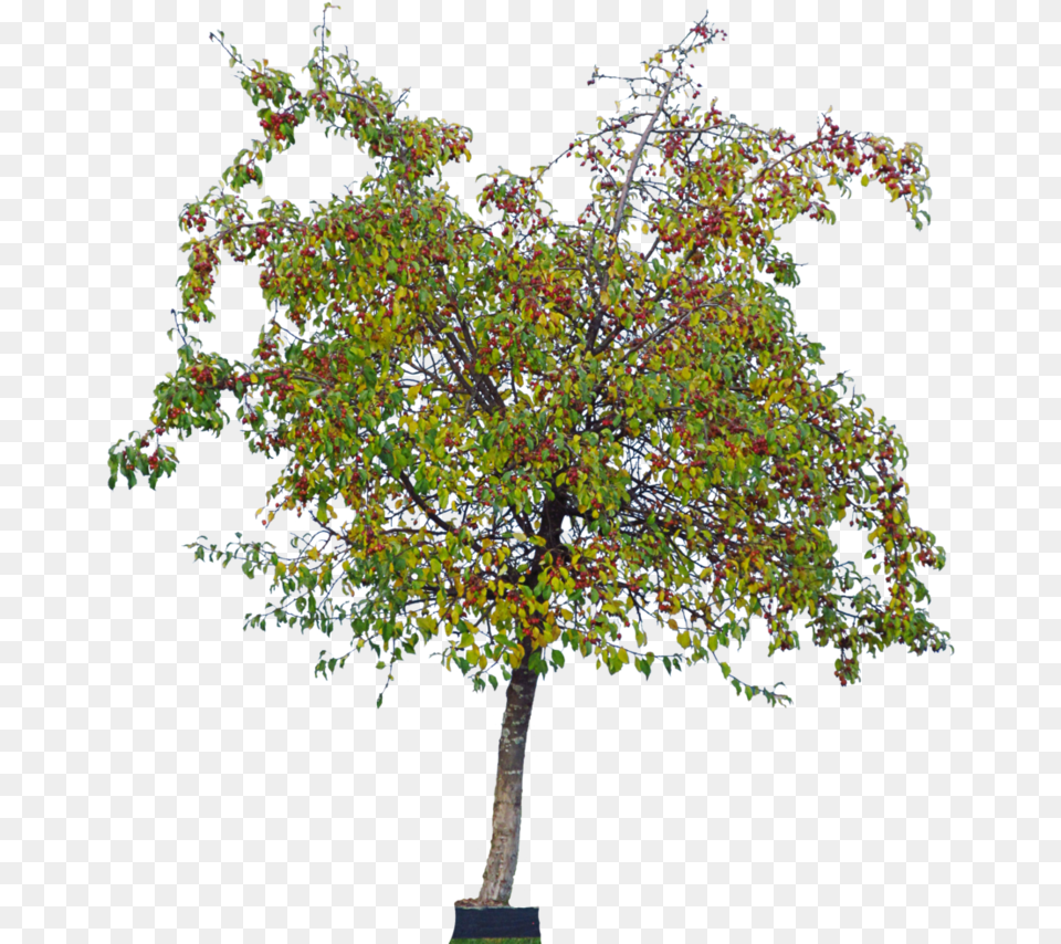 The Cherry Trees Green Cherry Tree, Leaf, Plant, Maple, Oak Free Transparent Png
