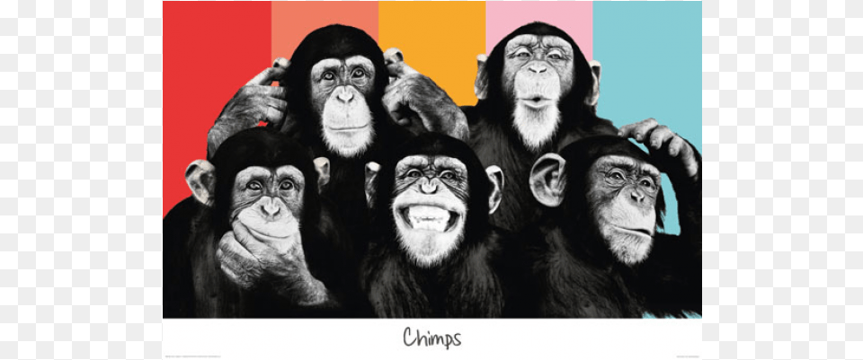 The Chimp Compilation, Animal, Ape, Mammal, Wildlife Png Image