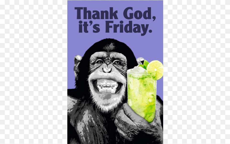 The Chimp Friday, Wildlife, Animal, Ape, Mammal Free Transparent Png