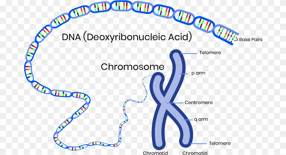 The Chromosomes And Therefore Genes Are Made Up Of Parts Of A Chromosome, Accessories, Glasses Free Transparent Png