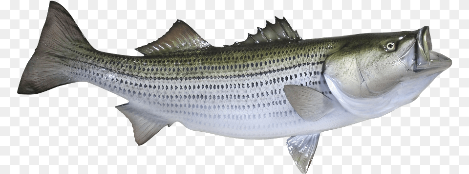 The Coast Of The Oceans Striped Bass, Animal, Fish, Sea Life, Cod Free Transparent Png