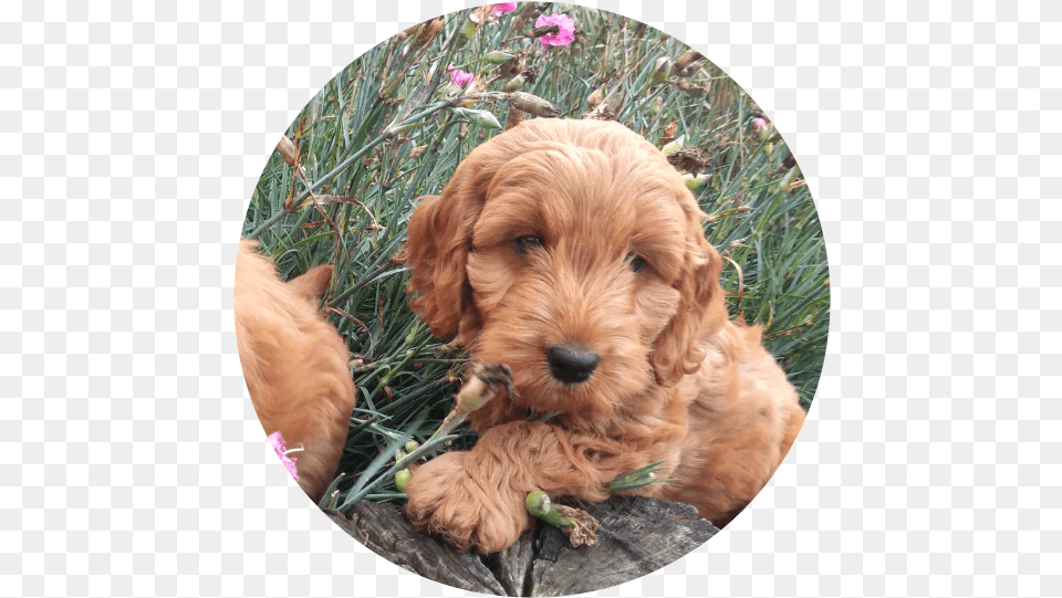 The Cockapoo Is One Of The First Designer Dogs Dating Labradoodle, Animal, Puppy, Photography, Pet Free Transparent Png