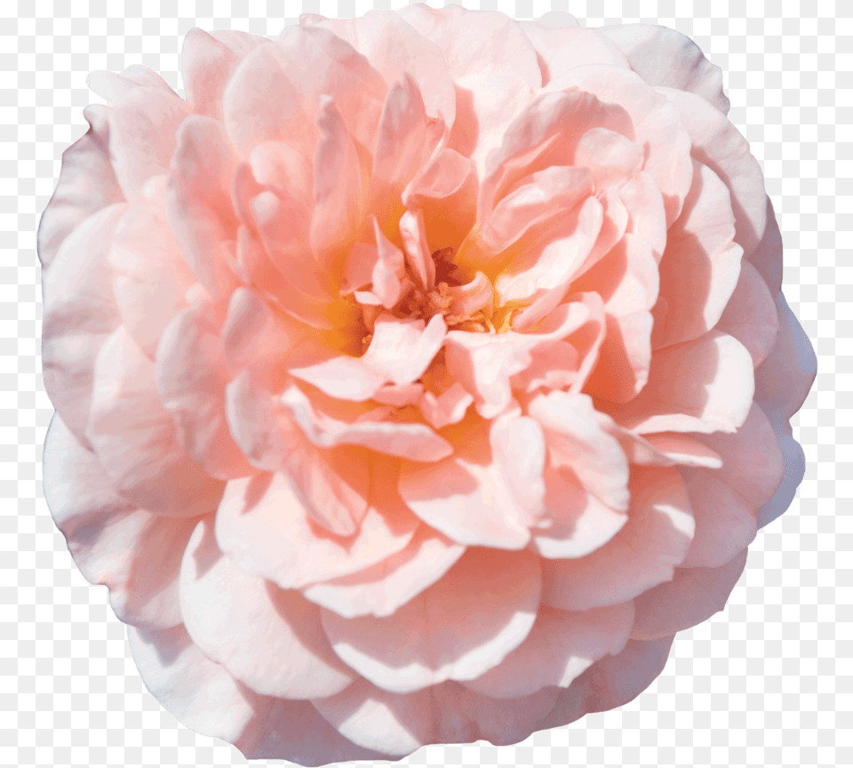 The Collection U2014 Drift Roses Apricot Drift Rose, Dahlia, Flower, Petal, Plant Free Png