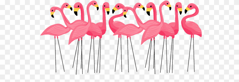 The Color Flamingo Pink, Animal, Bird, Flock Free Png Download