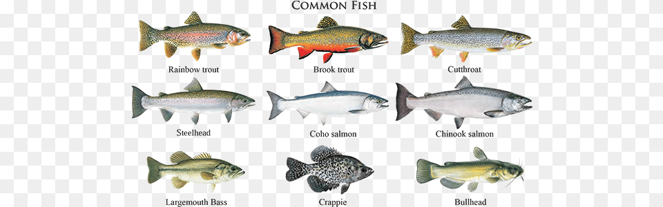 The Columbia River And The Rogue River Offer World Class Salmon People The Story Of Canada39s West Coast Salmon, Animal, Fish, Sea Life, Trout Free Transparent Png
