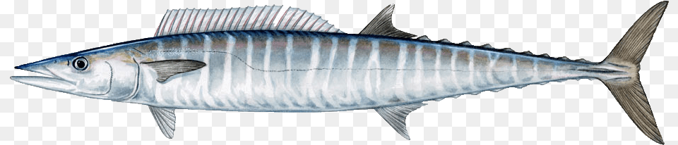 The Common Denominator In All Of It Is A Quality Fishing Wahoo Fish, Animal, Bonito, Sea Life, Tuna Png