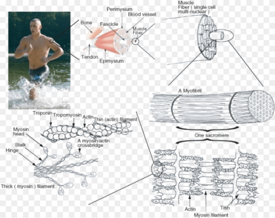 The Components Of Muscle Contraction Zl Toxumas, Machine, Spoke, Adult, Male Free Transparent Png