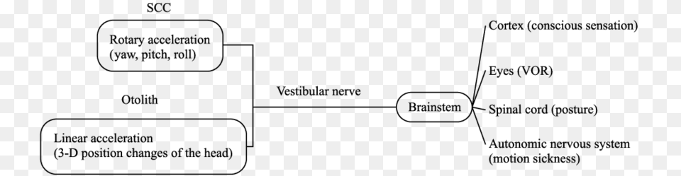 The Connections Between The Vestibular Apparatus And Diagram, Gray Free Transparent Png