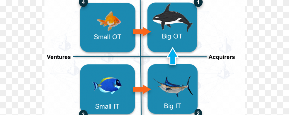 The Convergence Information Technology, Animal, Fish, Sea Life, Shark Png