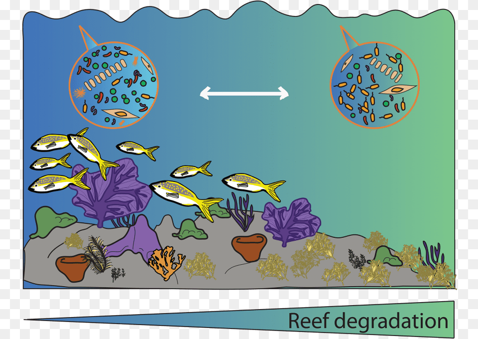 The Coral Reef Microbiome Illustration, Water, Aquatic, Sea Life, Animal Png