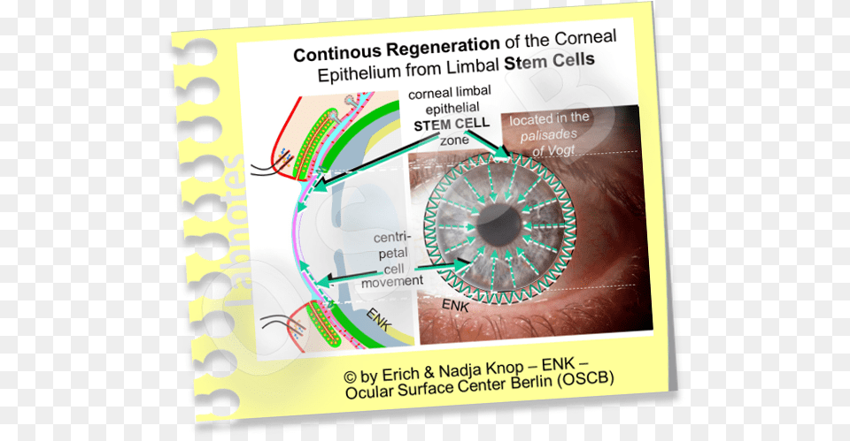 The Cornea U2014 Ocular Surface Center Berlin Circle, Business Card, Paper, Text Free Transparent Png